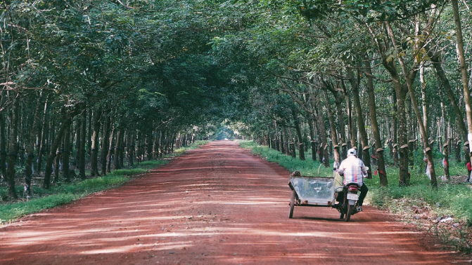 Campuchia: Xuất khẩu mặt hàng cao su tăng 43%
